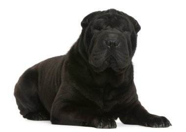 shar pei, 1 yaşında, beyaz arka plan yalan