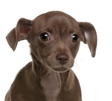 Close-up of Chihuahua puppy, 4 months old, in front of white background clipart