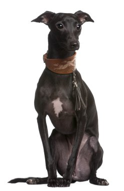 Galgo Espanol or Spanish greyhound, 9 months old, sitting in front of white background clipart