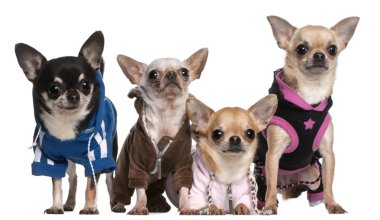 Meksika hairless köpek ve beyaz arka plan önünde chihuahuas