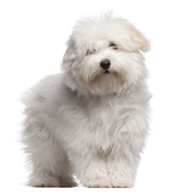 Coton de Tulear puppy, 4 months old, standing in front of white background clipart