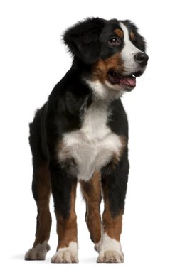 Bernese dağ köpeği köpek yavrusu, 4 ay yaşlı, beyaz arka plan duran