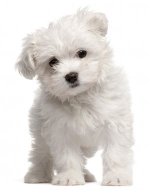Malta puppy, 2 ay yaşlı, beyaz arka plan duran