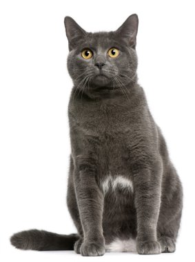 Chartreux kedi, 6 ay yaşlı, önünde oturan arka plan beyaz.