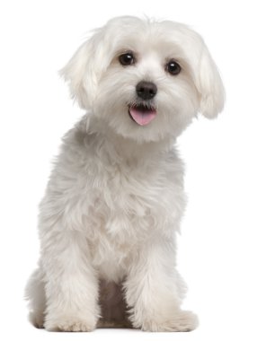 Maltese puppy, 9 months old, sitting in front of white background clipart