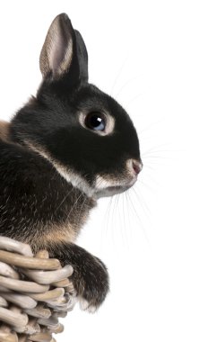 Rabbit sitting in basket in front of white background clipart