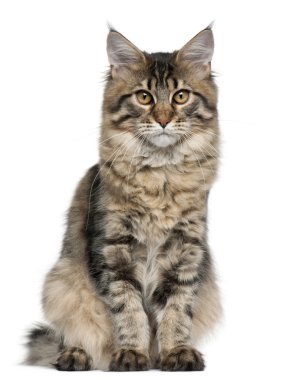 Maine Coon cat, 5 months old, sitting in front of white background clipart