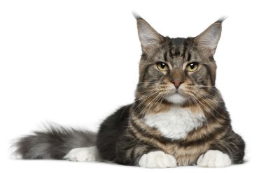 Maine coon kedi, 9 ay yaşlı, önünde yalan arka plan beyaz.
