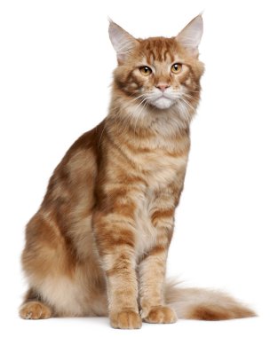 Maine Coon kitten, 9 months old, sitting in front of white background clipart