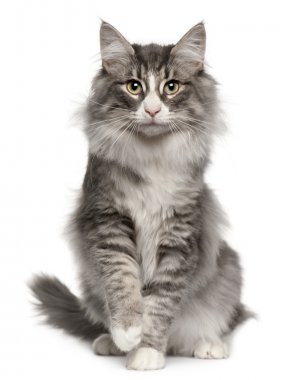 Norwegian Forest Cat, 5 months old, sitting in front of white background