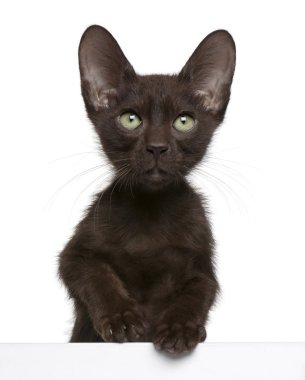 Havana Brown kitten getting out of a box, 15 weeks old, in front of white background clipart