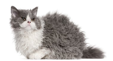 Selkirk Rex kitten, 5 months old, sitting in front of white background clipart