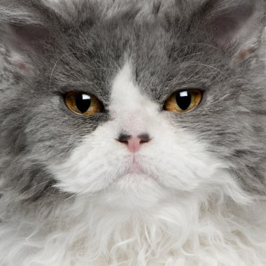 Close-up of Selkirk Rex kitten, 5 months old clipart