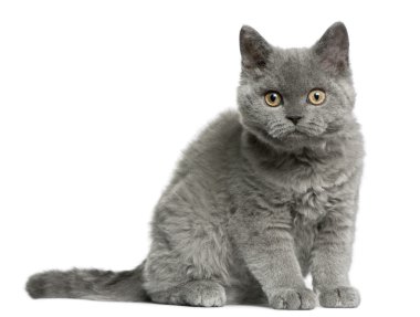 Selkirk rex yavru kedi, 3 ay yaşlı, önünde oturan arka plan beyaz.