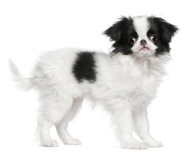 köpek yavrusu ya da Japon İspanyol, 3 ay yaşlı, beyaz arka plan duran Japonca çene