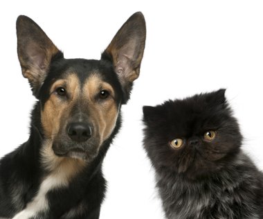 Farsça kedi ve beyaz adam önünde karışık-breed köpek