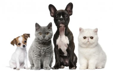 Beyaz arkaplan önünde kedi ve köpek grubu