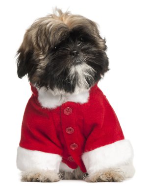 Noel Baba kıyafeti, 3 ay yaşlı, beyaz arka plan oturan shi tzu puppy