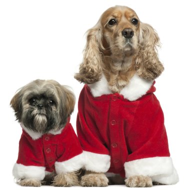 cocker spaniel inglés y shih tzu en trajes santa sentado frente a fondo blanco