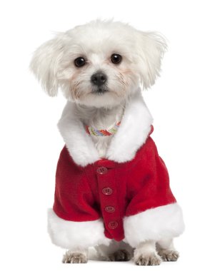 Maltese wearing Santa outfit, 18 months old, sitting in front of white background clipart