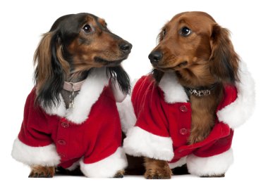 Dachshunds wearing Santa outfits, 18 months and 3 years old, in front of white background clipart