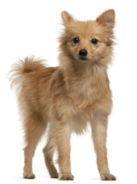 Loulou de Pomeranie, 7 months old, standing in front of white background clipart