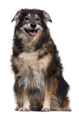 Mixed-breed dog, 12 years old, sitting in front of white background clipart