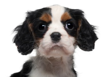 yakın çekim cavalier King charles yavru, 2 ay yaşlı, beyaz arka plan