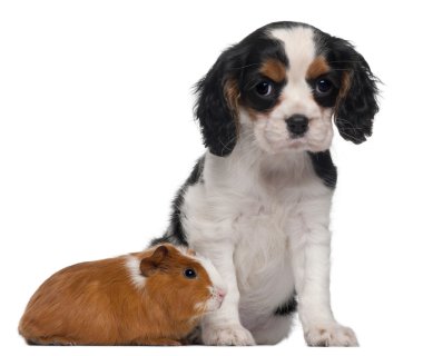 Cavalier king charles yavru, 2 aylık ve beyaz arka plan önünde eskiden şiling şimdi domuz