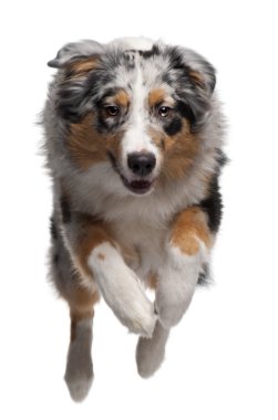 Australian Shepherd dog jumping, 7 months old, in front of white background clipart