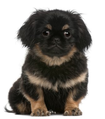 Pekingese puppy, 4 months old, sitting in front of white background clipart