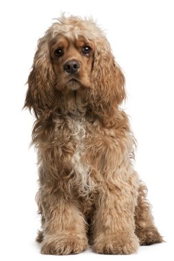 Amerikan cocker spaniel, 10 ay yaşlı, beyaz arka plan oturan