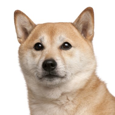 Shiba Inu dog, 8 years old, in front of white background clipart