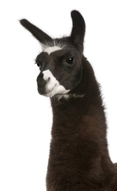 Llama, Lama glama, in front of white background clipart