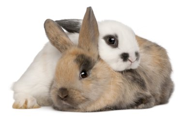 Beyaz arka plan önünde iki tavşan