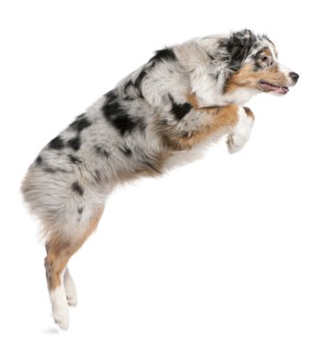 Zıplama, 7 ay yaşlı, beyaz arka plan Avustralya çoban köpeği