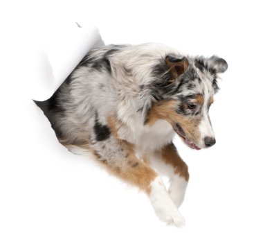 Australian Shepherd dog jumping, 7 months old, in front of white background clipart