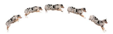 Composition of Australian Shepherd dogs jumping in a row, 7 months old, in front of white background clipart