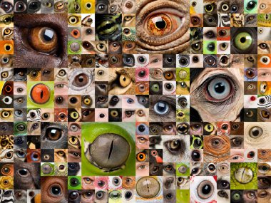 Montage of animal eyes clipart