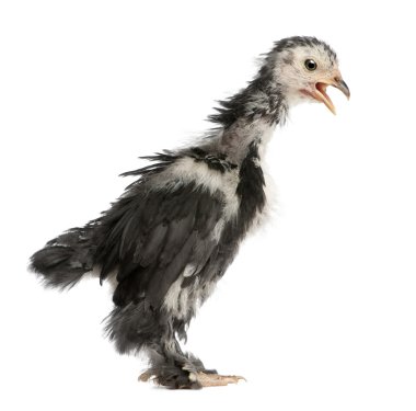 The Pekin is a breed of bantam chicken, 30 days old, in front of a white background, studio shot clipart