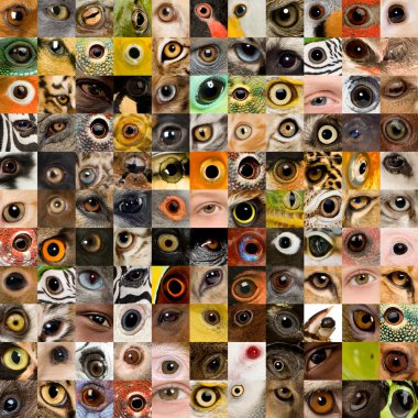 Patchwork of 121 animal and human eyes clipart