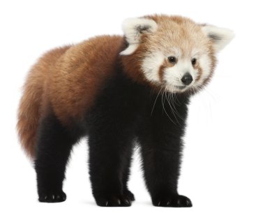 Genç kırmızı panda veya parlayan kedi, ailurus fulgens, 7 ay yaşlı, beyaz arka plan