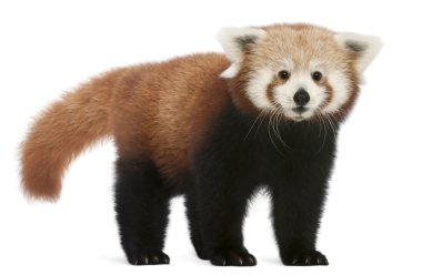 Genç kırmızı panda veya parlayan kedi, ailurus fulgens, 7 ay yaşlı, beyaz arka plan