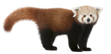 Genç kırmızı panda veya parlayan kedi, ailurus fulgens, 7 ay yaşlı, beyaz arka plan