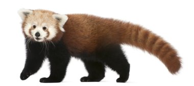 Genç kırmızı panda veya parlayan kedi, ailurus fulgens, 7 ay yaşlı, beyaz arka plan