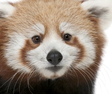 Genç kırmızı panda veya parlayan kedi, ailurus fulgens, 7 ay yaşlı, beyaz arka plan yakın çekim