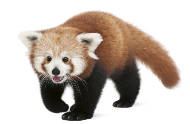 Genç kırmızı panda veya parlayan kedi, ailurus fulgens, 7 ay yaşlı, beyaz arka plan