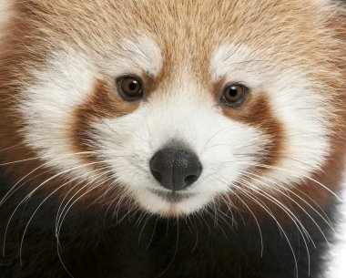 Close-Up parlayan kedi, ailurus fulgens, 7 ay yaşlı ya da genç kırmızı panda