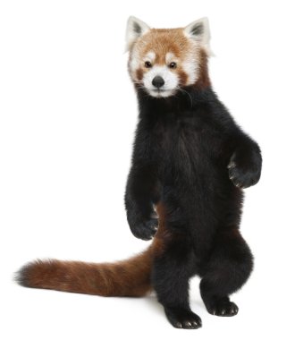 eski red panda veya parlayan kedi, ailurus fulgens, 10 yaşında, beyaz arka plan yürüyüş