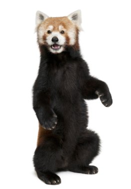 Old Red panda or Shining cat, Ailurus fulgens, 10 years old, in front of white background clipart